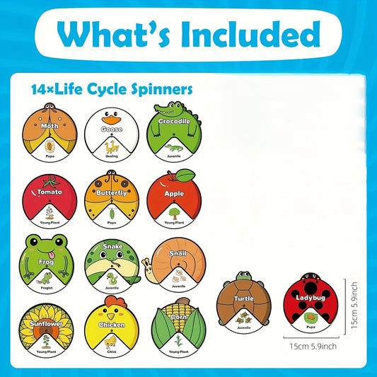 Kids Felt Lifecycle Toys - Educational Tools for ECD