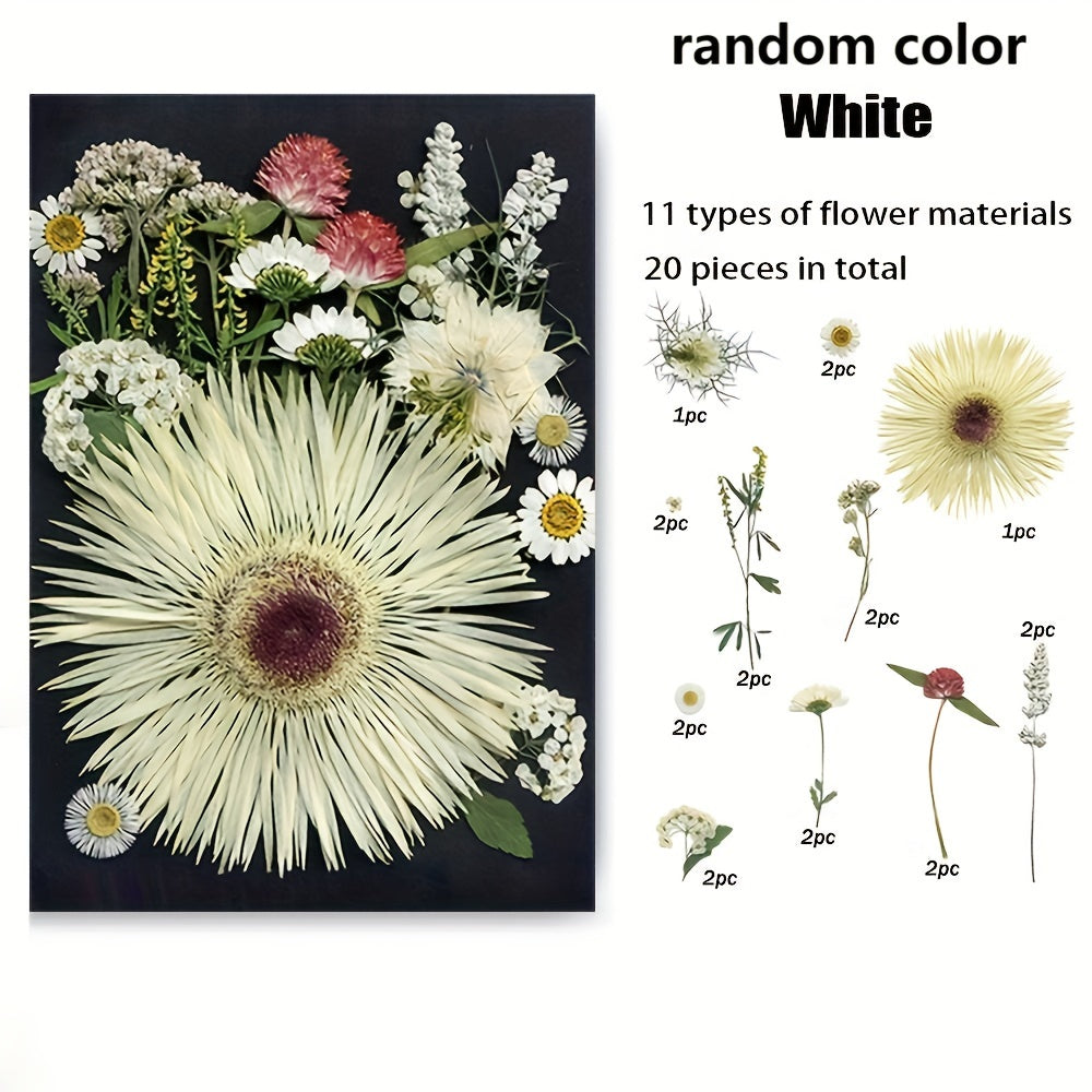 20pcs Natural Dried Flowers Set DIY Art Decoration