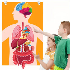 Human Organ Felt Toy Body Anatomy Learning Set