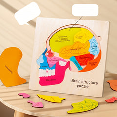 Wooden Brain Anatomy Puzzle for Kids Educational Toy
