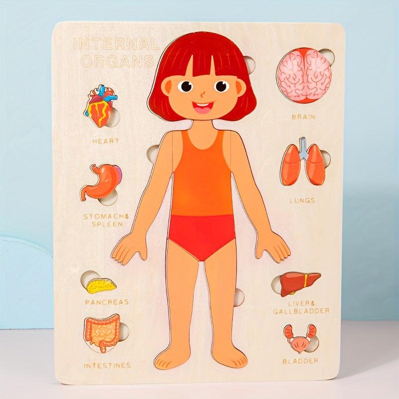 Human Body Structure Wooden Puzzle Educational Toy
