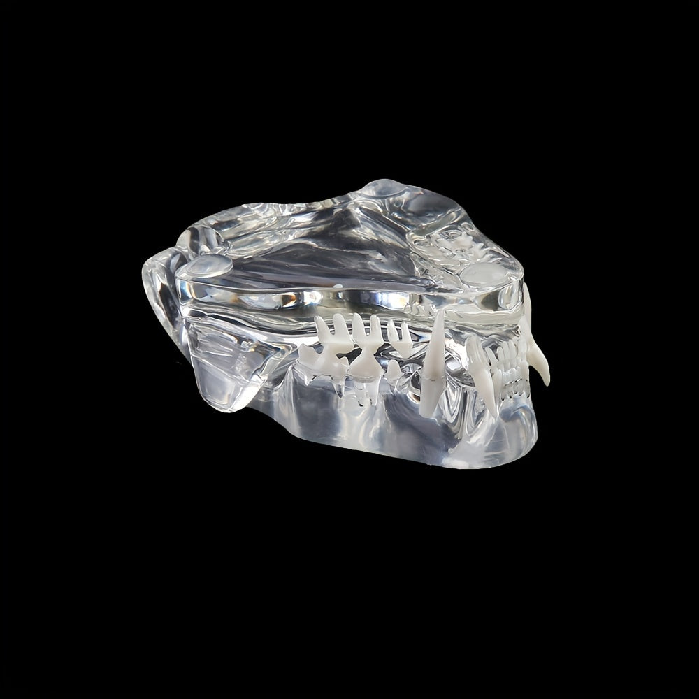 Transparent Dog Cat Teeth Anatomical Model Resin Oral Tooth Jaw