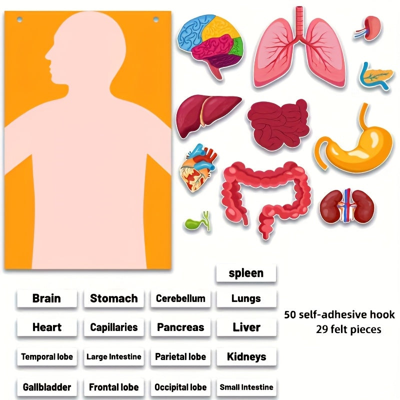 Human Organ Felt Toy Body Anatomy Learning Set