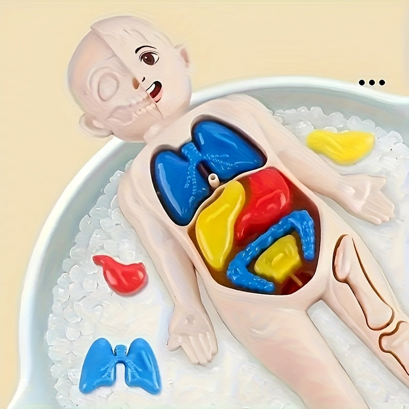 Human Anatomy Toy Set with Removable Organs for Biomedical Science
