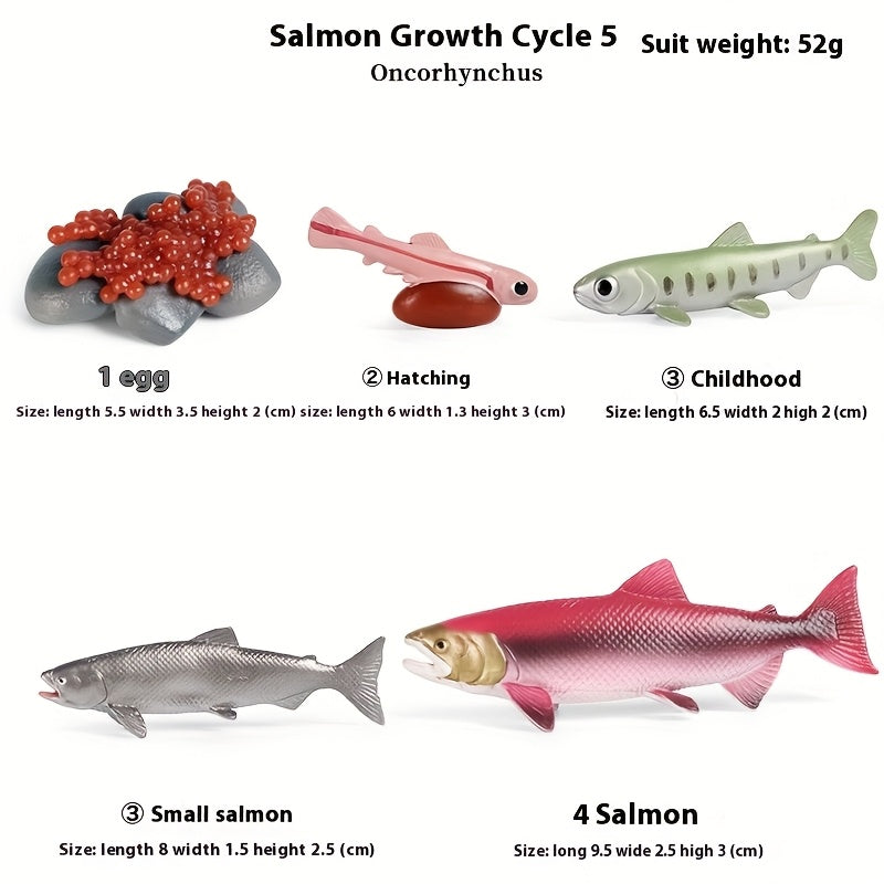 Marine Animals Growth Cycle Models Set