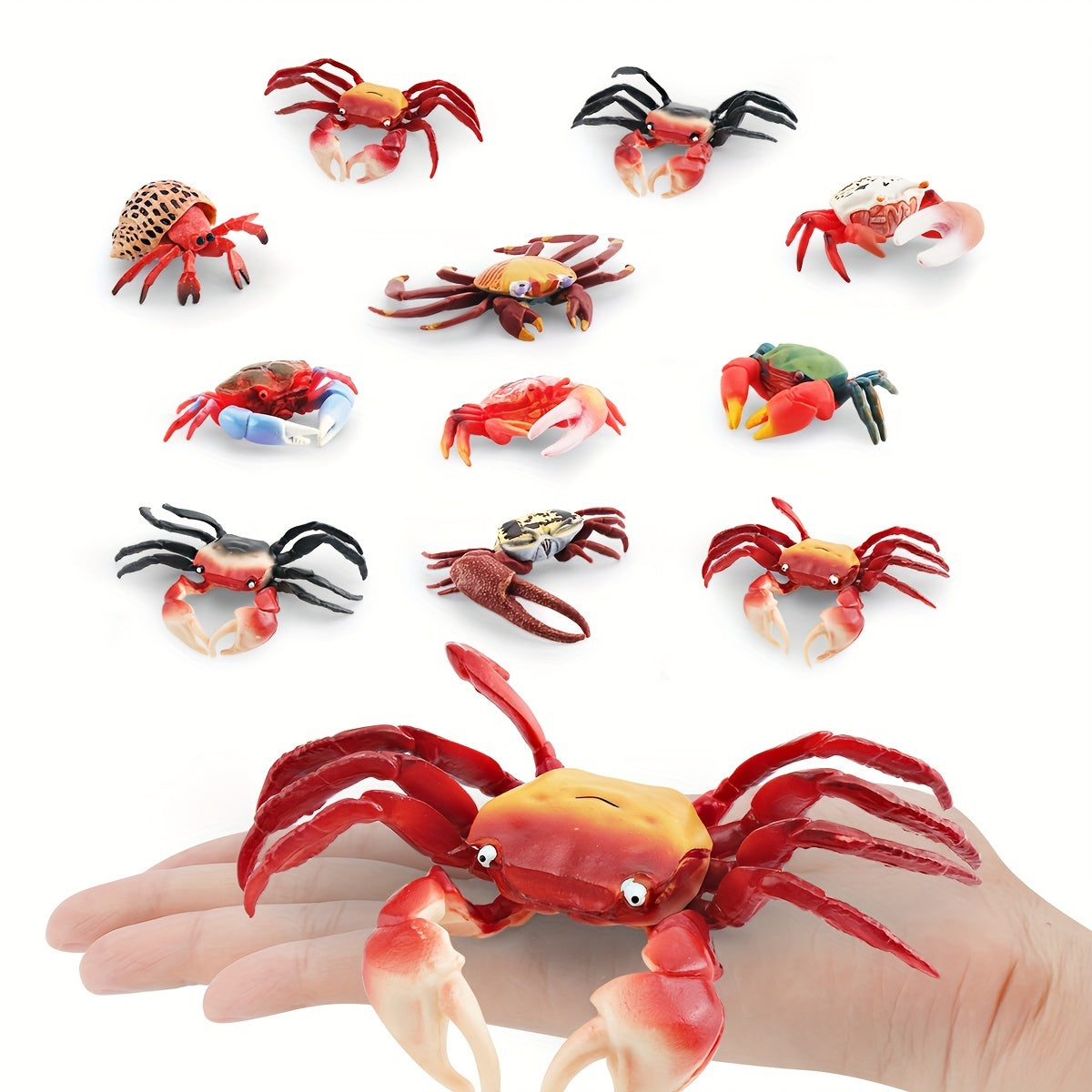 Hermit Crab & Crab Ornament Model