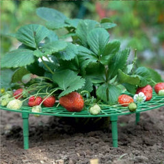 Strawberry Plant Support Stand for Growing Racks and Frames