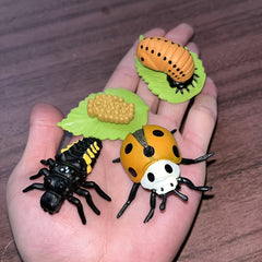 Realistic Ladybug Growth Cycle Model Toy Educational Teaching Aid