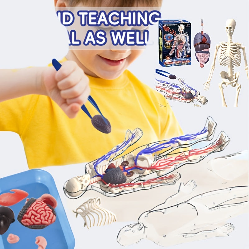 28pcs Human Body Organs Blood Vessels Skeleton Puzzle Model