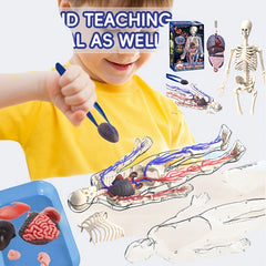 28pcs Human Body Organs Blood Vessels Skeleton Puzzle Model
