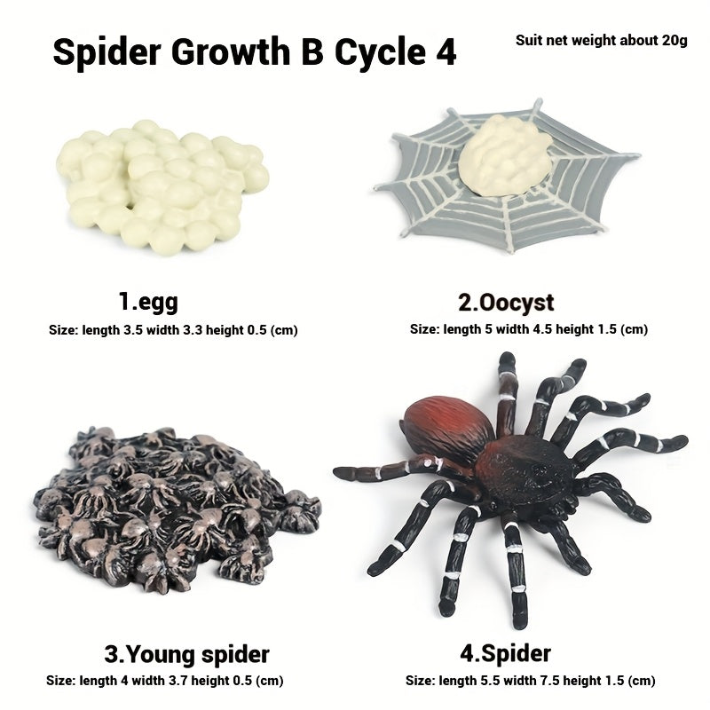 Spider Educational Simulation Models for Halloween Pranks