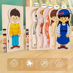Human Body Structure Wooden Puzzle Children's Toy