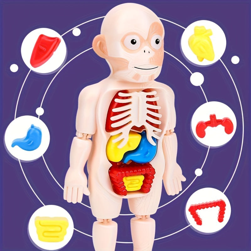 Anatomical Educational Toy Set with Removable Organs