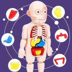Anatomical Educational Toy Set with Removable Organs