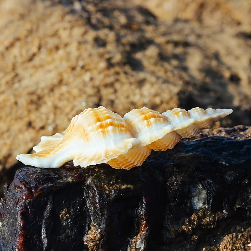 Natural Conch Shell Aquarium Decor