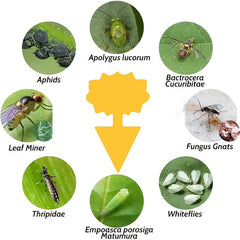 30pcs Fruit Fly & Fungus Gnat Traps Yellow Sticky Bug Traps