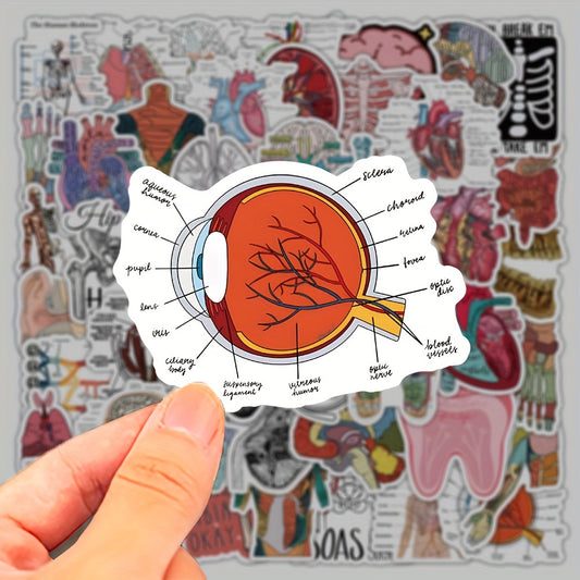 50 100 Pack Human Anatomy Medical Decals Self Adhesive PVC Wall Safe Decor