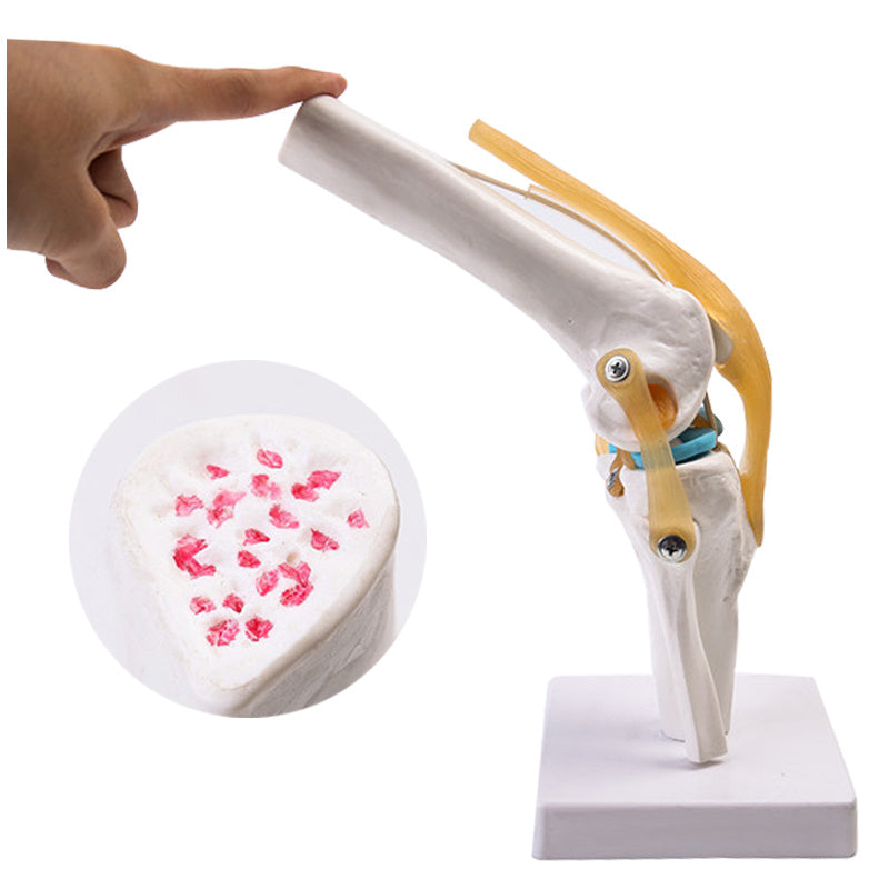 Articulated Human Knee Joint Model for Anatomy Study