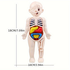 Anatomical Educational Toy Set with Removable Organs