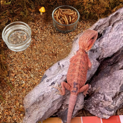 6pcs Glass Reptile Feeder Food Bowls Water Dish Cups for Small Pet Lizard Turtle