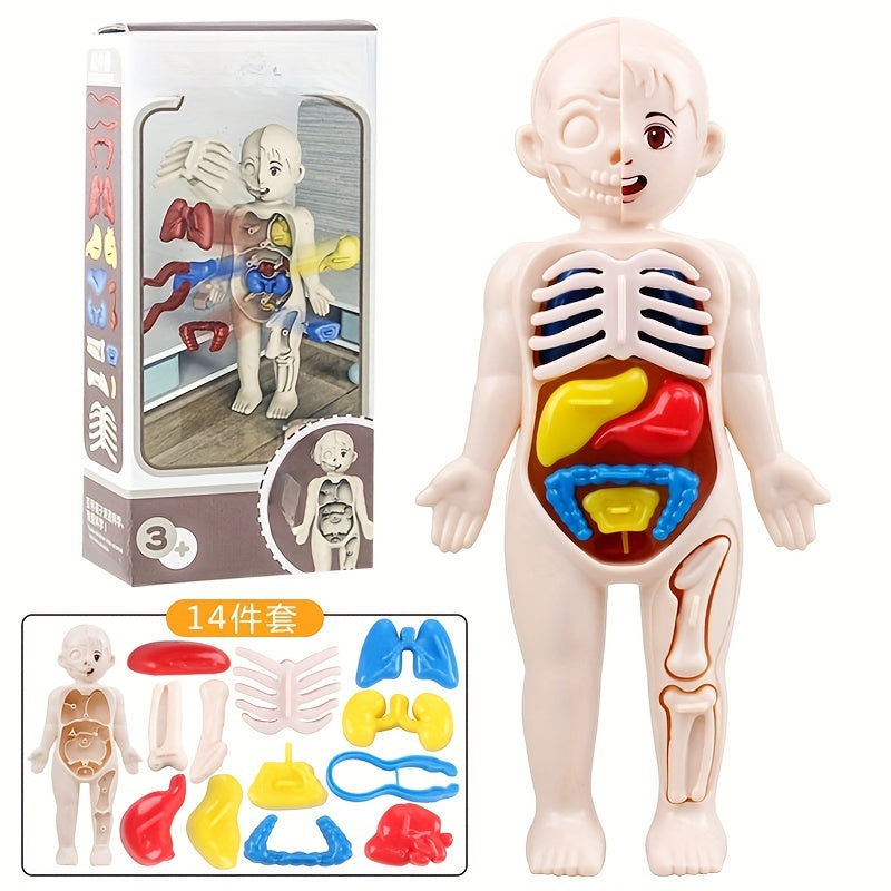 Anatomical Educational Toy Set with Removable Organs