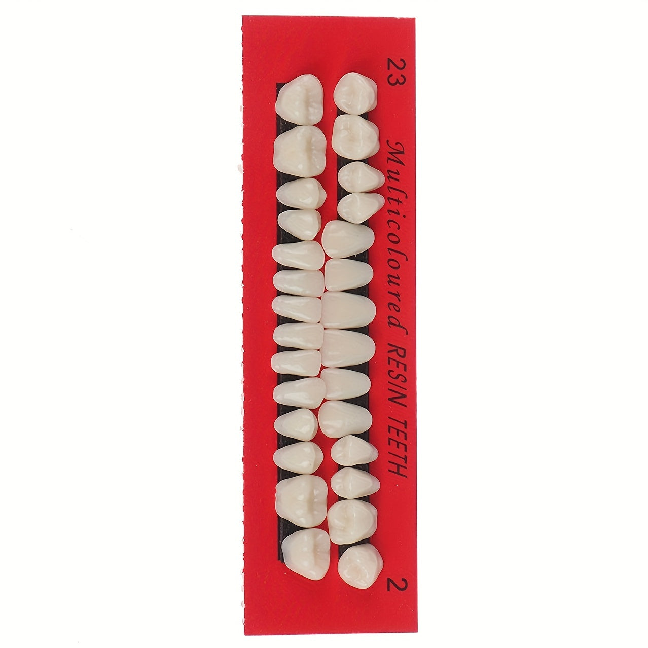 28pcs Dental Practice Tooth Mold Set Student Oral Material Model