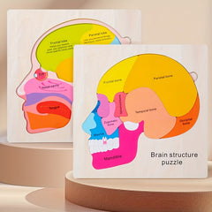 Wooden Brain Anatomy Puzzle for Kids Educational Toy