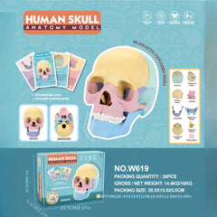 Didactic Colored Power Dental Human Medical Anatomical Adults Skull Model