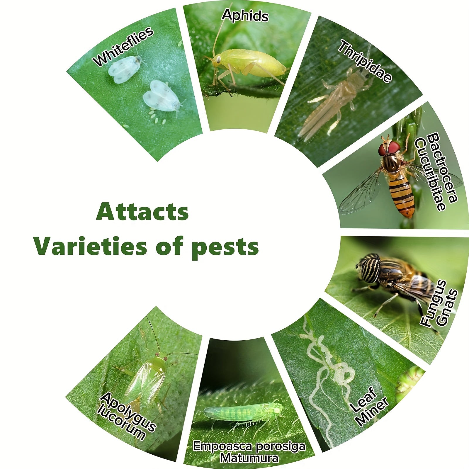5pcs Fruit Fly Sticky Trap Indoor Outdoor Fungus Gnat Killer