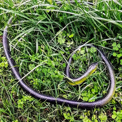 Ultra Realistic Snake Toy Halloween Prank Prop
