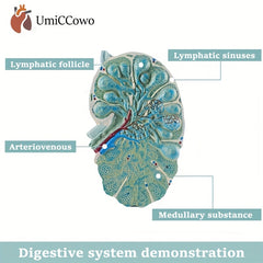 Green PVC Lymph Node Model with Red Lymphatic Tissues