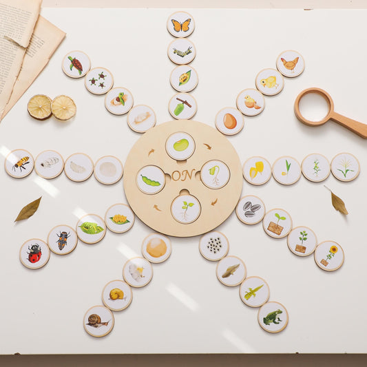 Wooden Life Cycle Board Puzzle Growth Circle Cognitive Educational Toys