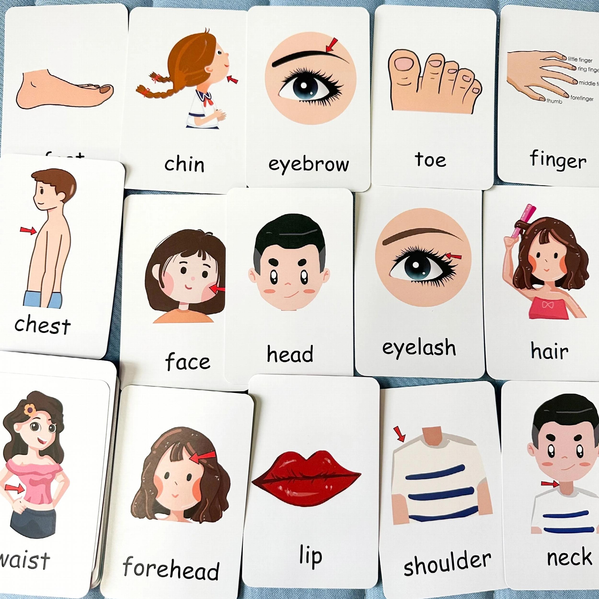 Montessori Body Part Flash Cards for Kids - Educational Toy